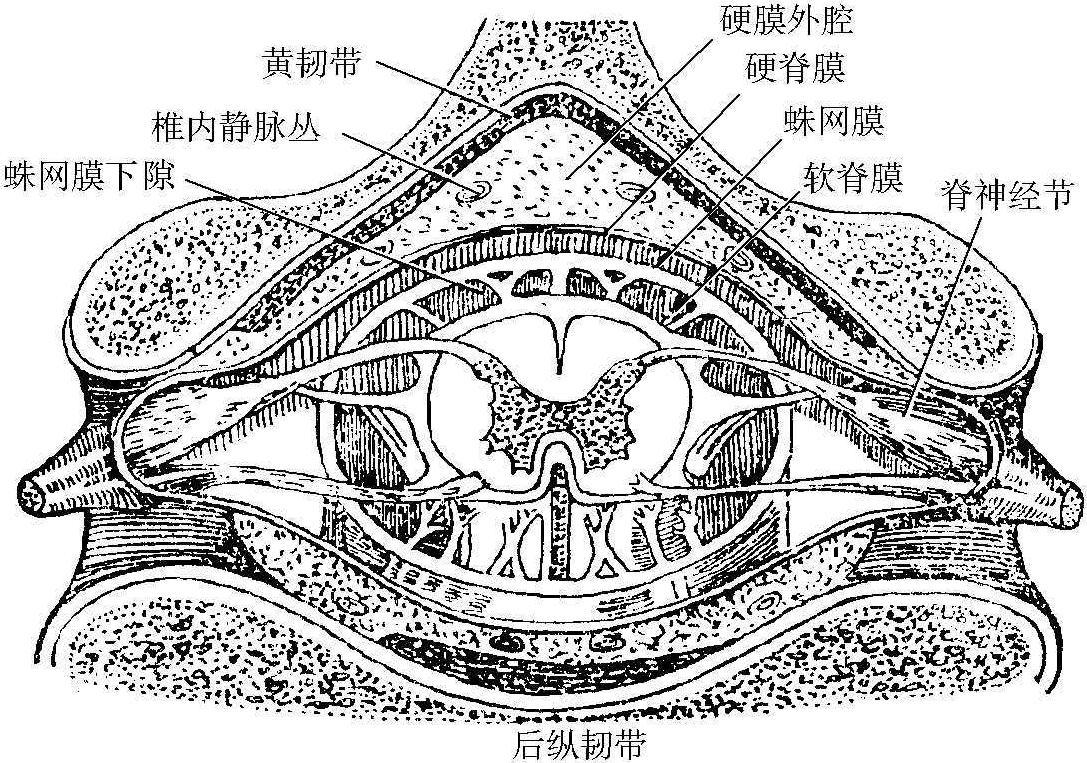 三、椎管及內(nèi)容物